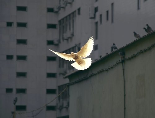 Patriarchs: ‘The work of peacebuilding has only just begun’