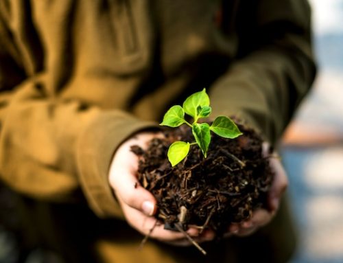Being good soil: Homily for July 12, 2026, 15th Sunday in Ordinary Time